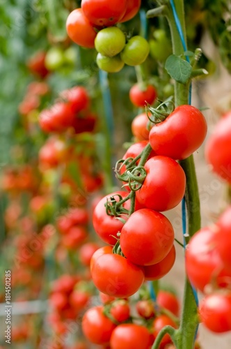Ripe red tomatoes growing in clusters on healthy green vines inside a greenhouse, showcasing fresh organic produce ready for harvest.