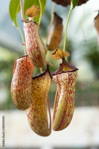 Pitcher plant or Nepenthes