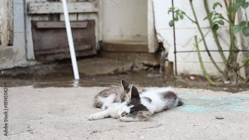 Wallpaper Mural A social worker cleans a toilet with sleeping kittens in the background Torontodigital.ca