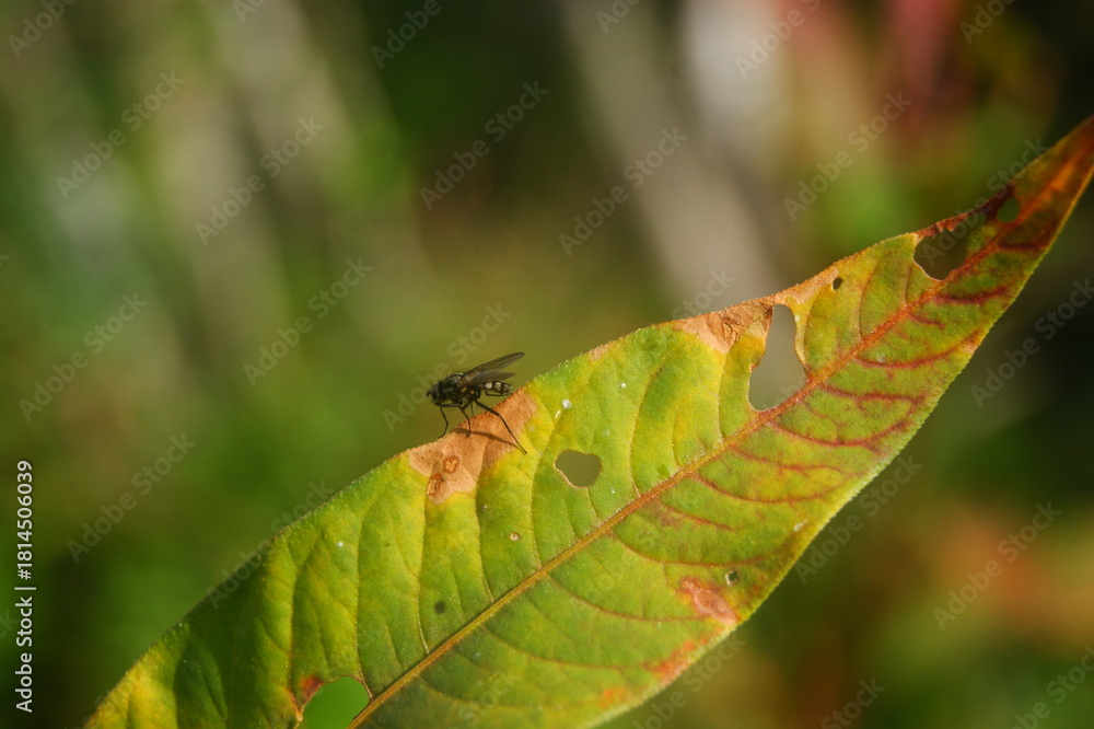 Fototapeta premium Fly resting on a yellow leaf in czech republic
