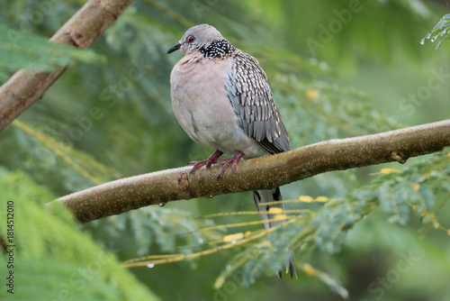 Εκτύπωση καμβά Spotted dove, eastern spotted dove - Spilopelia chinensis perched on a tree branch in the lush greenery of Sasan Gir, India