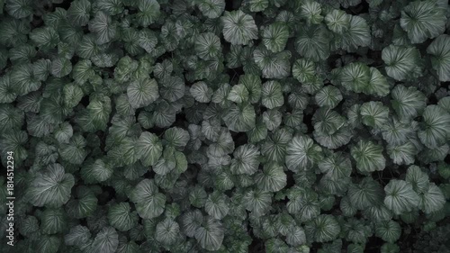 Overlapping, dark green, ribbed leaves create a dense ground cover