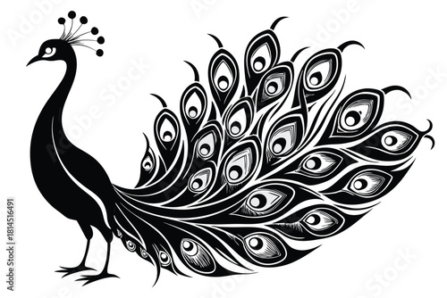elegant peacock silhouette with luxurious tail feather