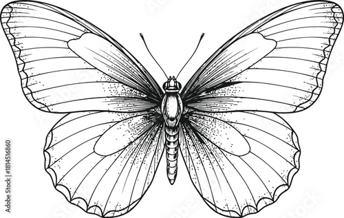 Outline drawing of a butterfly with open wings on a dark background for vector illustration