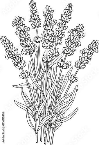Outline illustration of fragrant lavender flowers with delicate blossoms and leaves on a dark background