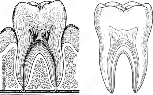 Two anatomical human teeth illustrations showing internal structure and surrounding gum