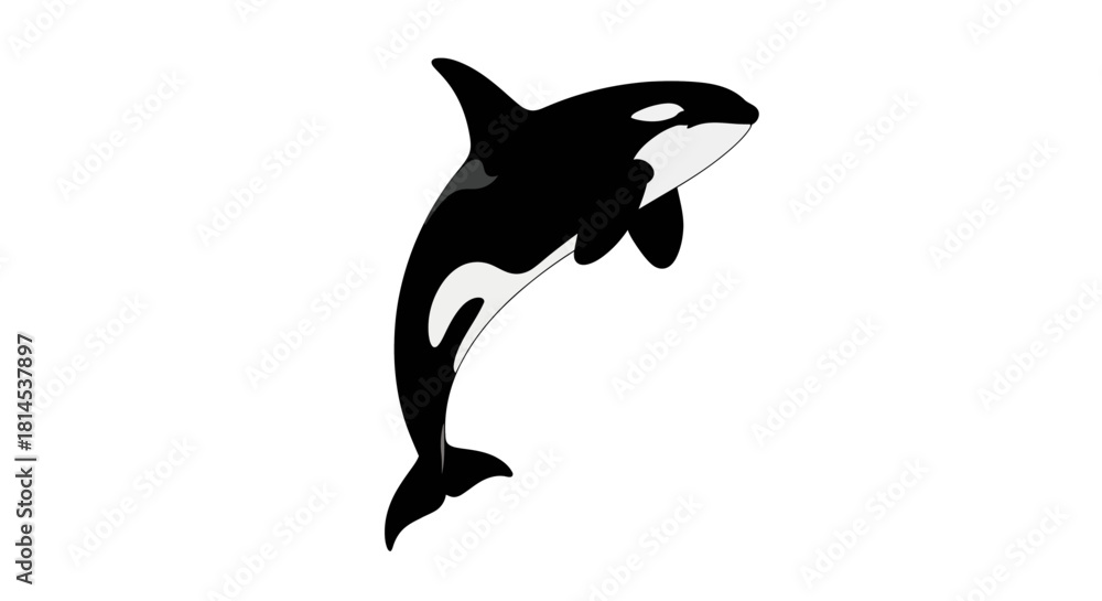 Fototapeta premium Vector Illustration of a Leaping Orca Whale Isolated on White Background Killer Whale Icon