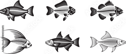Assortment of various fish skeleton vector illustrations depicting different species and bone structures