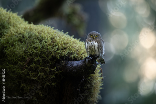 Northern Pygmy owl portrait