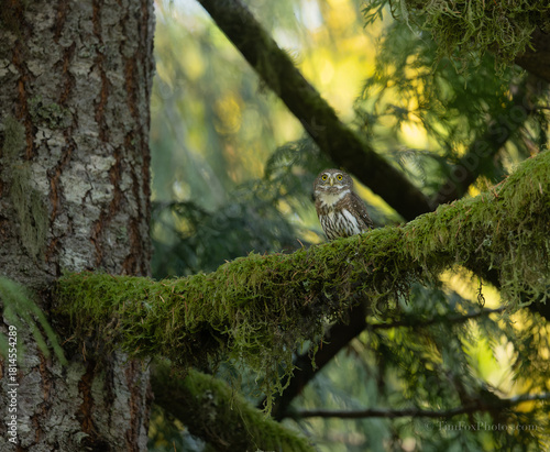 Northern Pygmy owl portrait