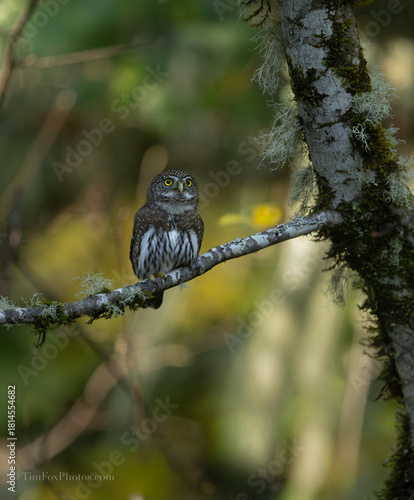 Northern Pygmy owl portrait