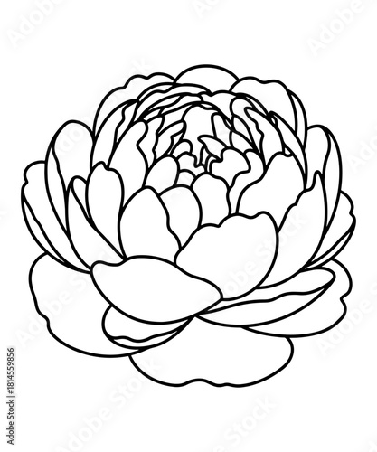 Detailed Peony Flower Outline Botanical Line Art Vector Drawing