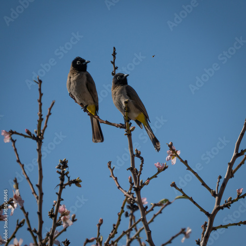 A Pair of Bulbuls on an Almond Branch