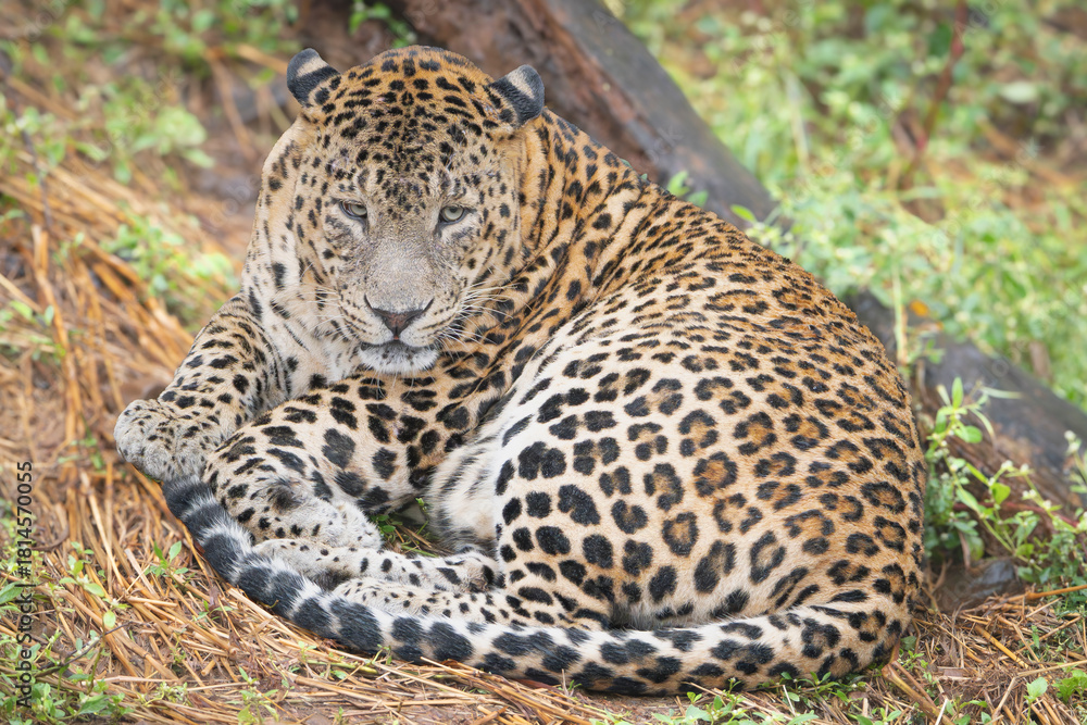 Fototapeta premium Indian leopard - Panthera pardus fusca lying on ground at Devalia Safari Park, Deoria Safari Park, Gujarat, India. 