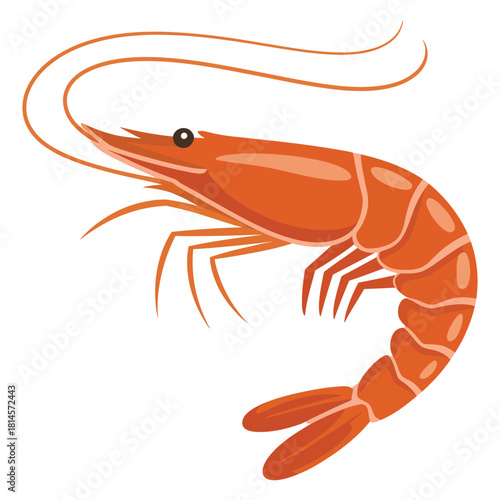 fresh shrimp on white background