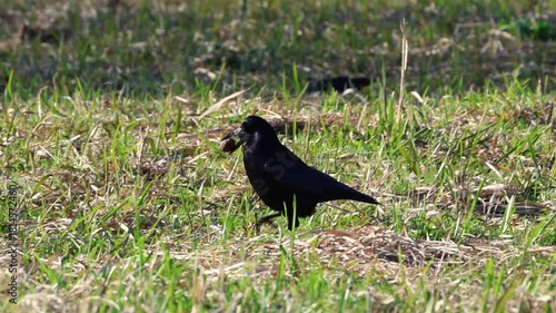 An adult rook holds a walnut in its beak while walking on the grass, searching for a place to hide it on a sunny autumn day.