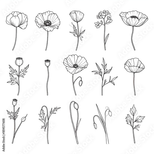 Elegant Poppy Flower Line Art Collection for Botanical Designs.