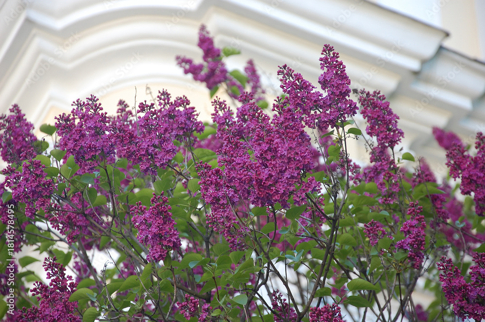 Obraz premium Syringa Bloomerang dark purple spring blooming lilac tree. Nature, spring, natural environment. Landscaping , growing, planting lilac tree concept.