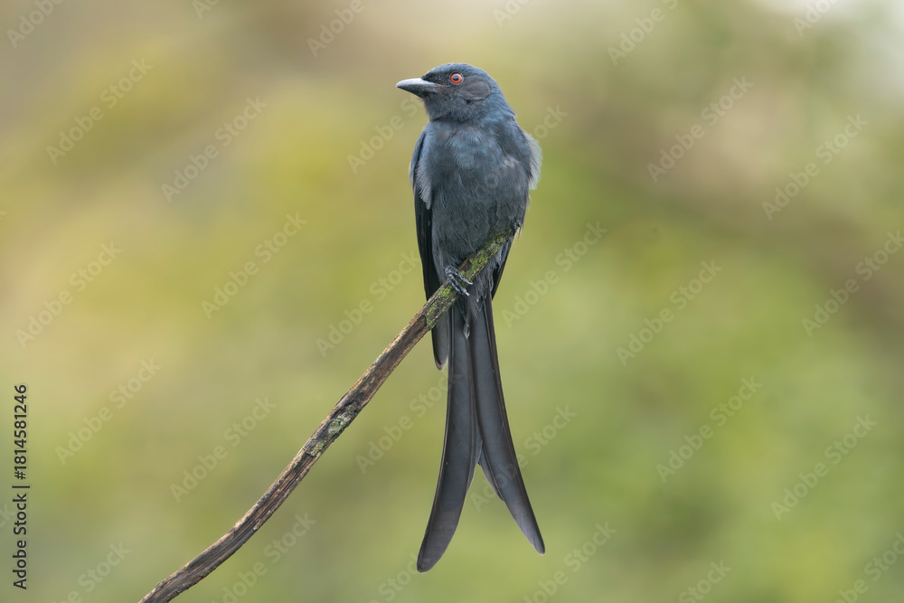 Obraz premium black drongo - Dicrurus macrocercus perches gracefully on thin branch in Sasan Gir, India. Bird’s glossy dark plumage, long forked tail vivid red eye stand out against softly blurred green background