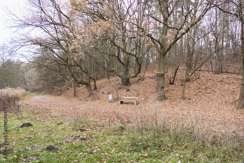 Cybina River Valley, a protected area with lush vegetation and hills, with an autumn view covered with fallen leaves