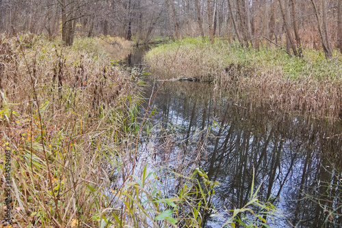 Cybina River Valley, a protected area with lush vegetation and hills, with an autumn view covered with fallen leaves