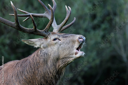 An adult red deer during the rutting season. To mark its territory and attract females, the stag emits its characteristic 