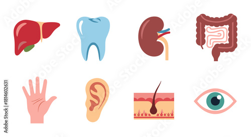 Flat design icons of human anatomy: liver, tooth, kidney, intestine, hand, ear, skin, eye