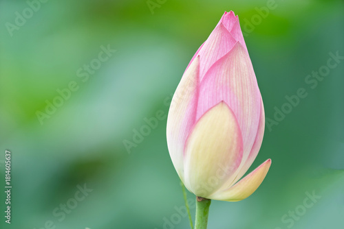 Pink water lotus flower growing in pond