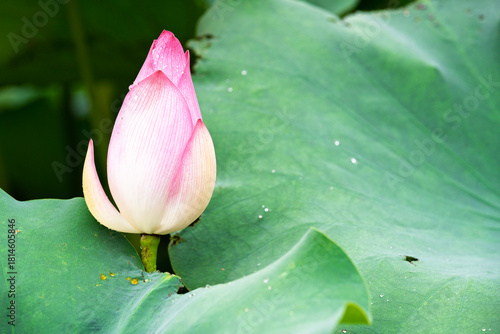 Pink water lotus flower growing in pond