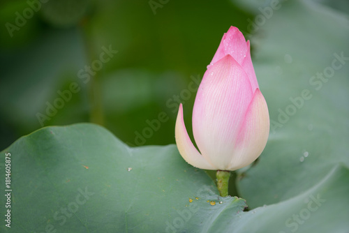 Pink water lotus flower growing in pond