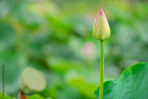 Pink water lotus flower growing in pond