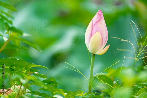Pink water lotus flower growing in pond