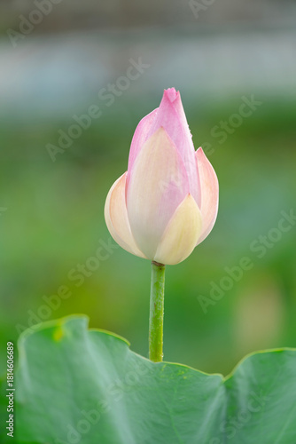 Pink water lotus flower growing in pond