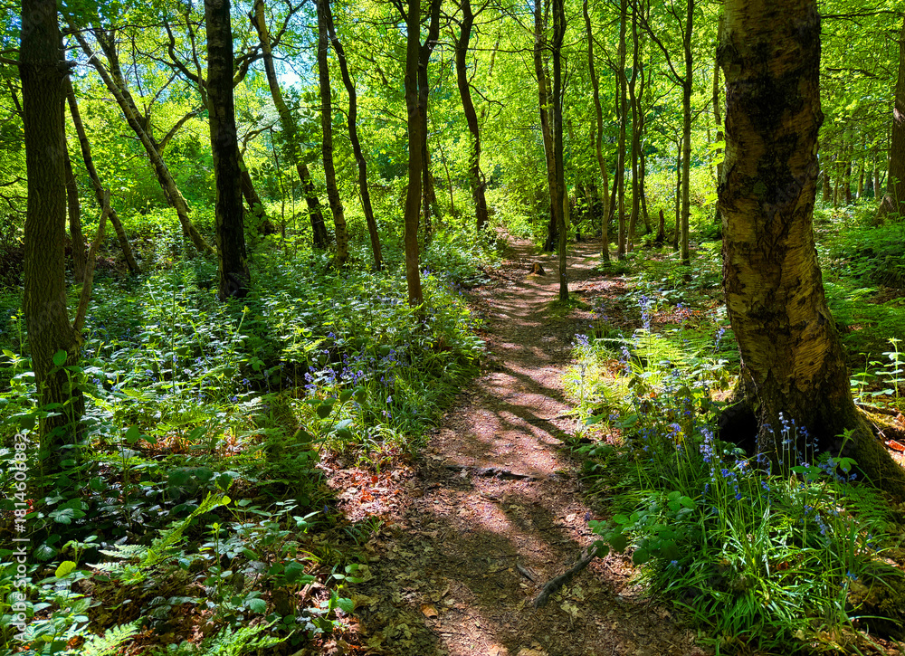 Obraz premium A narrow path winds through a vibrant green forest, illuminated by dappled sunlight. Bluebells line the trail, adding a splash of color in, Alwoodley, Leeds, UK
