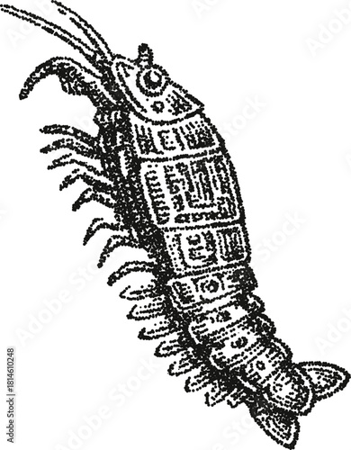 Detailed shrimp vector illustration in vintage stipple dotwork style
