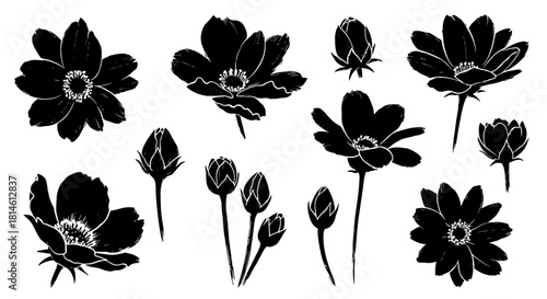 Elegant botanical elements for striking design projects featuring black and white anemone flowers
