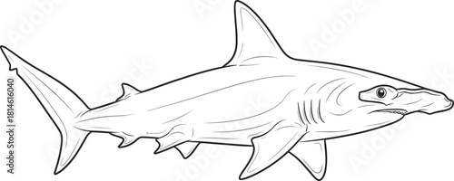 Hammerhead shark outline vector illustration, marine animal sketch for coloring book, black and white sea creature isolated on white background