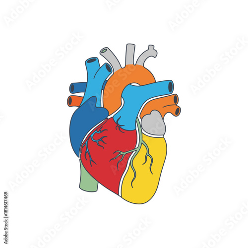Colorful anatomical human heart illustration with bold black outlines and vibrant, simplified sections.