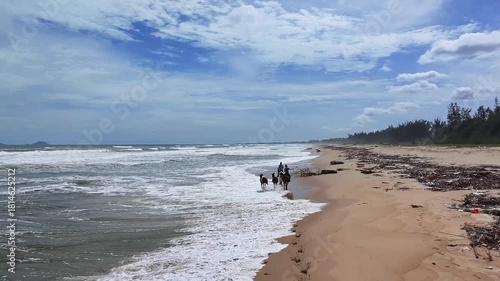 Two young horses are actively galloping and catching up with two female riders on the seashore drone view. Herd of horses galloping along the beach near the ocean