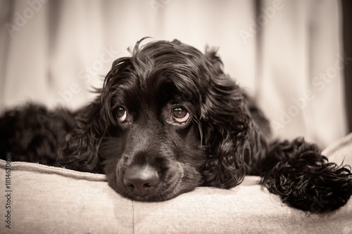 Black Cocker Spaniel lying on a couch, close-up portrait with soft warm lighting and sad expressive eyes. Emotional pet photography.