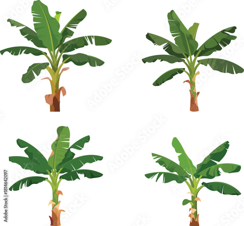 Four distinct banana trees isolated on a white background