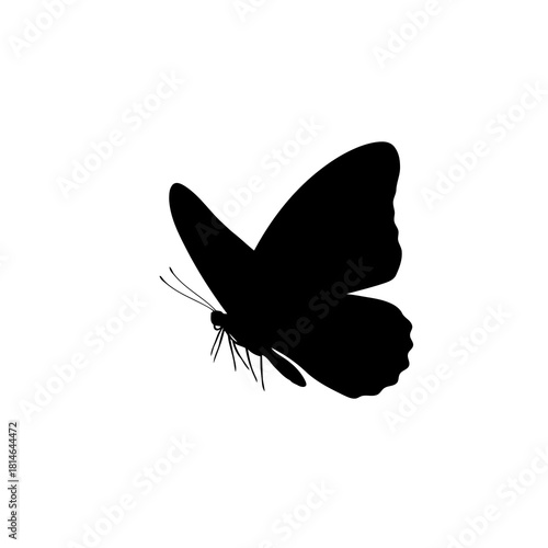 Silhouette of a butterfly with detailed wings and antennae isolated on
