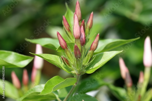 Jasmine flower and leaves isolated on the tree