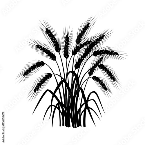 Black and white illustration of wheat stalks with grains, showcasing agricultural harvest and nature concept
