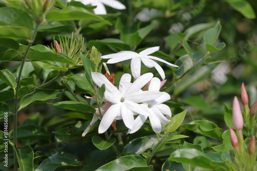 Pure white jasmine flowers bloom slowly, against a misty background