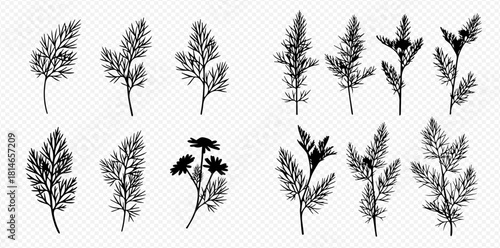 Botanical illustration of dill and chamomile plants with detailed leaves and stems in black and white.
