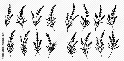 Illustration of lavender sprigs in black and white, showcasing their delicate floral structure and leaf arrangement.