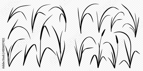 Illustration of cattails and grass in black and white, isolated on a transparent background.