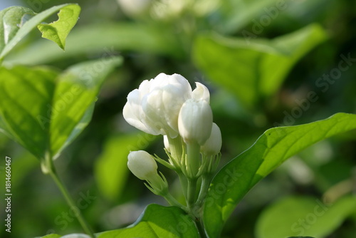 Jasmine flower and leaves isolated on the tree