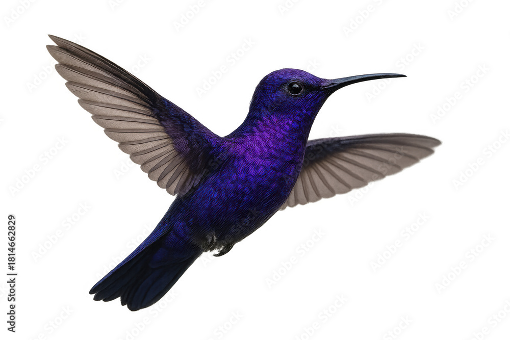 Obraz premium Iridescent purple hummingbird flying, hovering, with spread wings on transparent background
